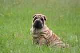 SHAR-PEI 953